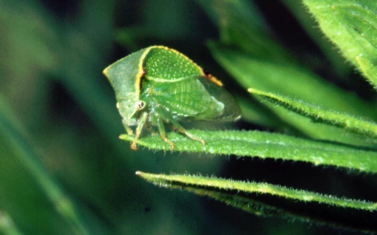 Homoptera - Membracidae: cicalina bufalo